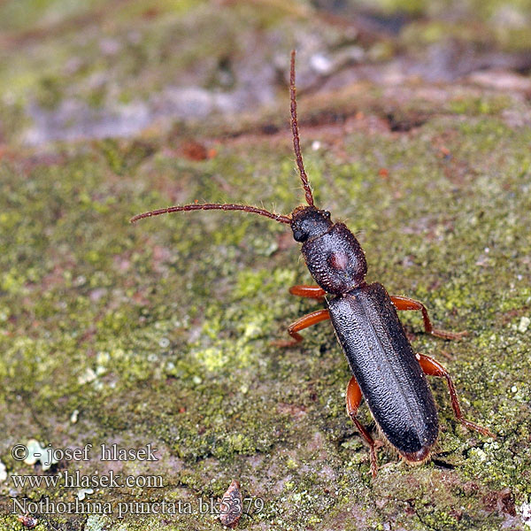 Nothorhina punctata Kruchniczka sosnowa Callidium muricatum