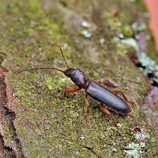 Nothorhina punctata Kruchniczka sosnowa Callidium muricatum