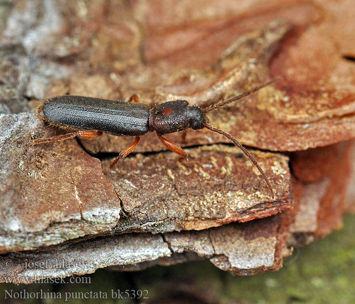 Nothorhina punctata Kruchniczka sosnowa Callidium muricatum