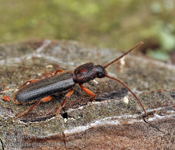 Nothorhina punctata Kruchniczka sosnowa Callidium muricatum