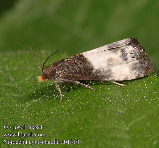 Notocelia cynosbatella Листовёртка кистеносая трёхточечная