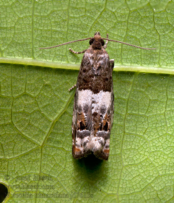 Triple-blotched Bell Obaľovač podlesný Breedgehaakte Notocelia trimaculana