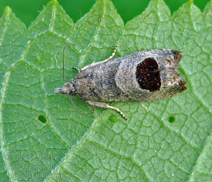 Notocelia uddmanniana Obaleč ostružinový