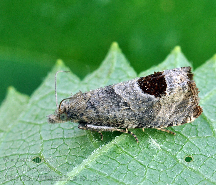 Notocelia uddmanniana Brombeertriebwickler Bramble Shoot Moth