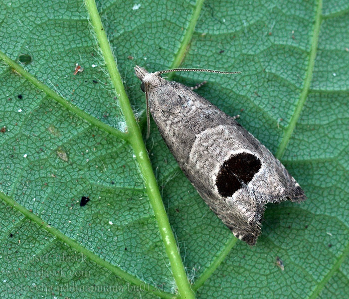 Notocelia uddmanniana Obaľovač Udmannov Листовёртка малинная