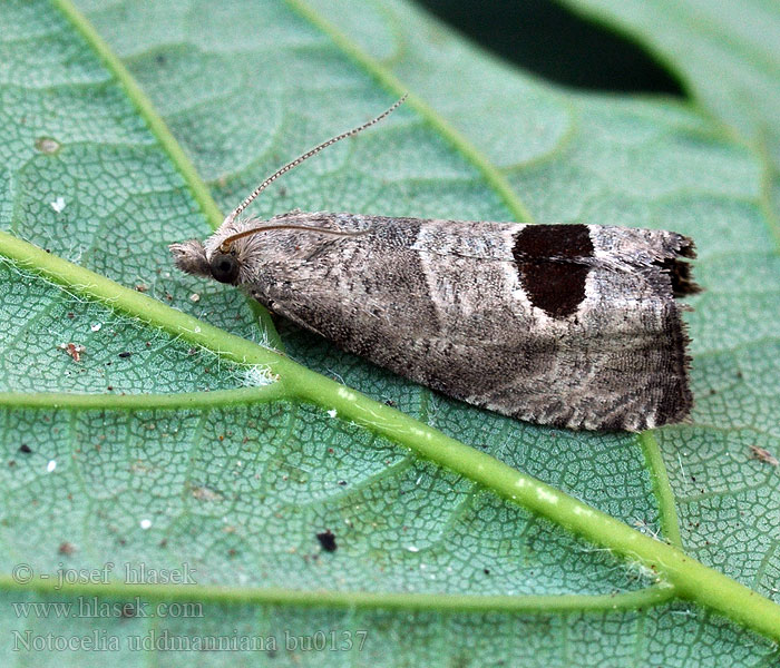 Notocelia uddmanniana Bramenbladroller Málnasodró tükrösmoly