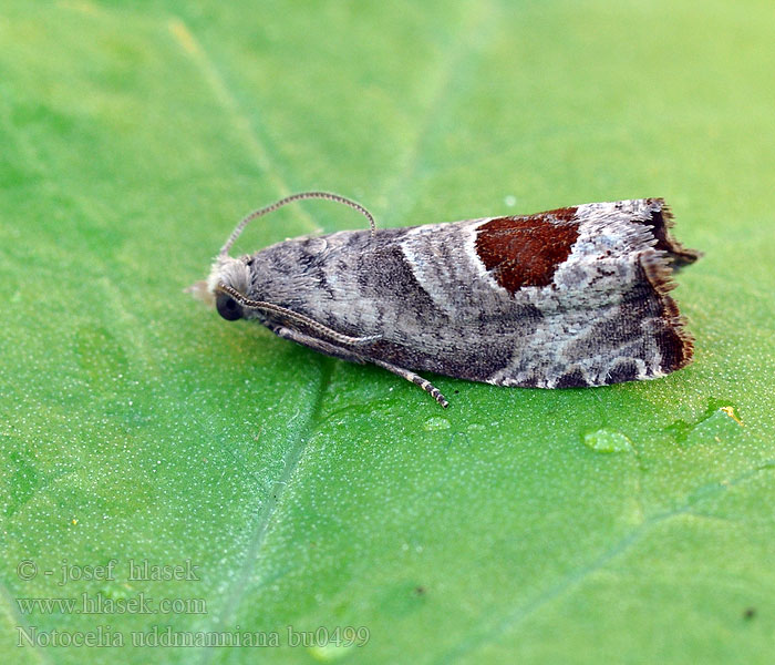 Notocelia uddmanniana Kiilalaikkukääriäinen Rustrød rosevikler