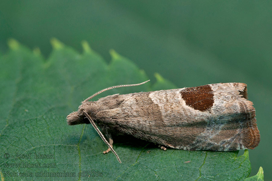 Листовёртка малинная Notocelia uddmanniana