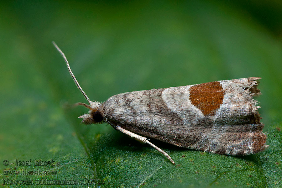 Málnasodró tükrösmoly Notocelia uddmanniana