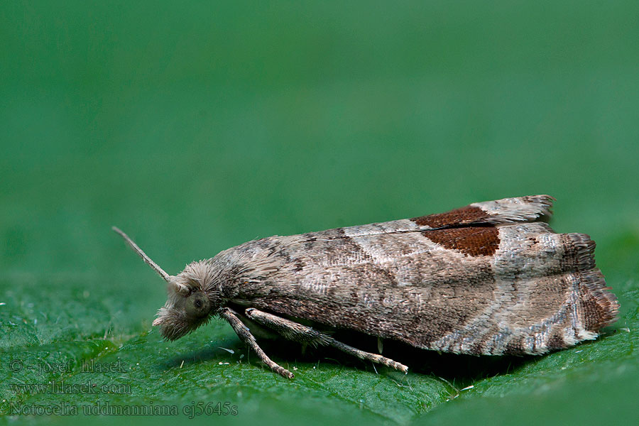 Kiilalaikkukääriäinen Notocelia uddmanniana