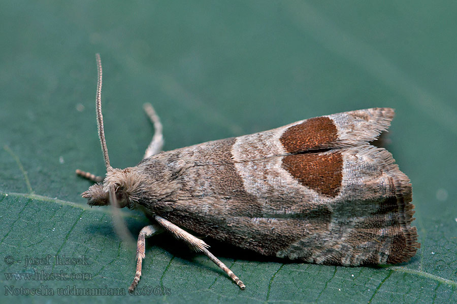 Rustrød rosevikler Notocelia uddmanniana