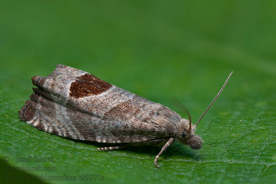 Notocelia uddmanniana