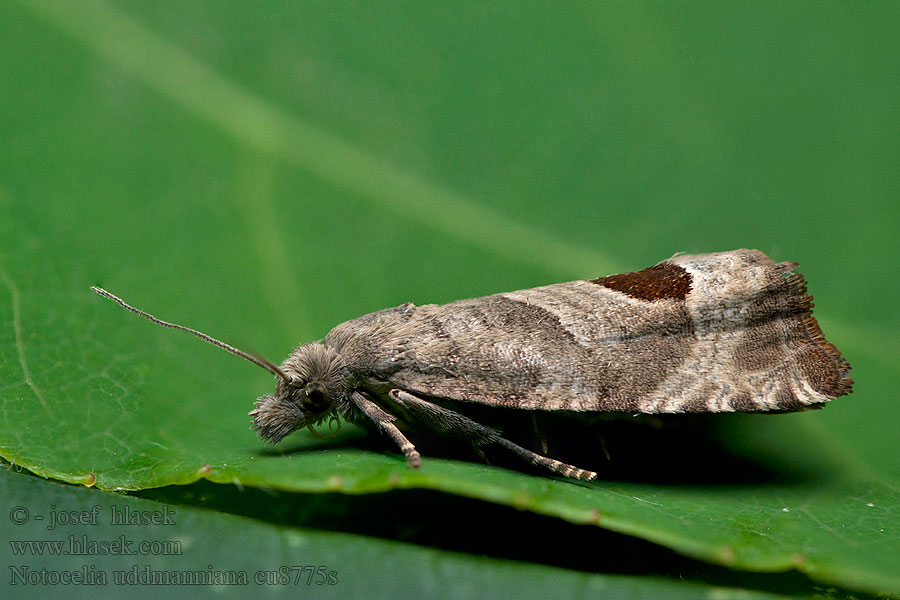 Notocelia uddmanniana