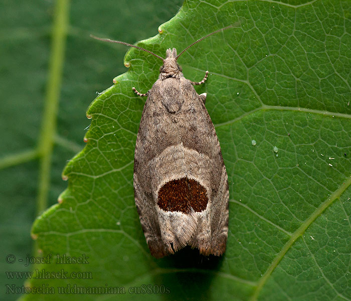 Notocelia uddmanniana