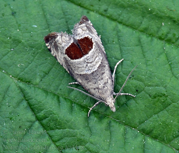 Brombeertriebwickler Notocelia uddmanniana