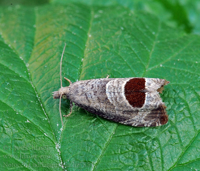 Bramble Shoot Moth Notocelia uddmanniana