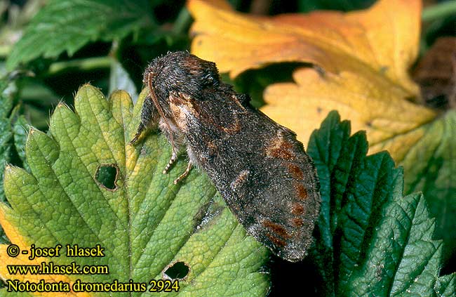 Notodonta dromedarius Iron Prominent Dromedar-Zahnspinner