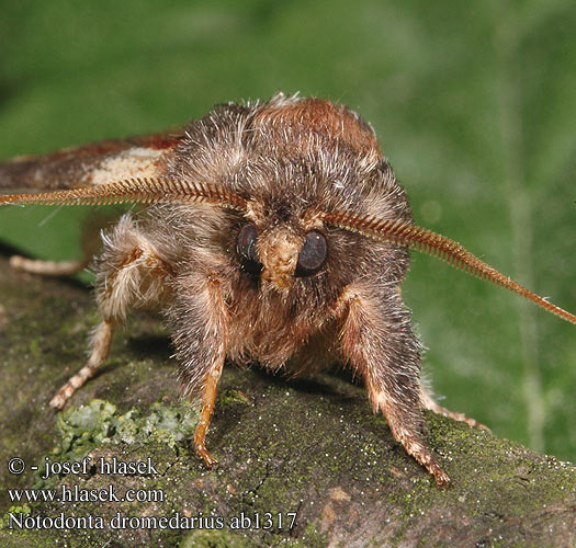 Notodonta dromedarius Dromedartannspinner Kyttyränirkko