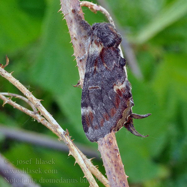 Notodonta dromedarius Iron Prominent Dromedar-Zahnspinner