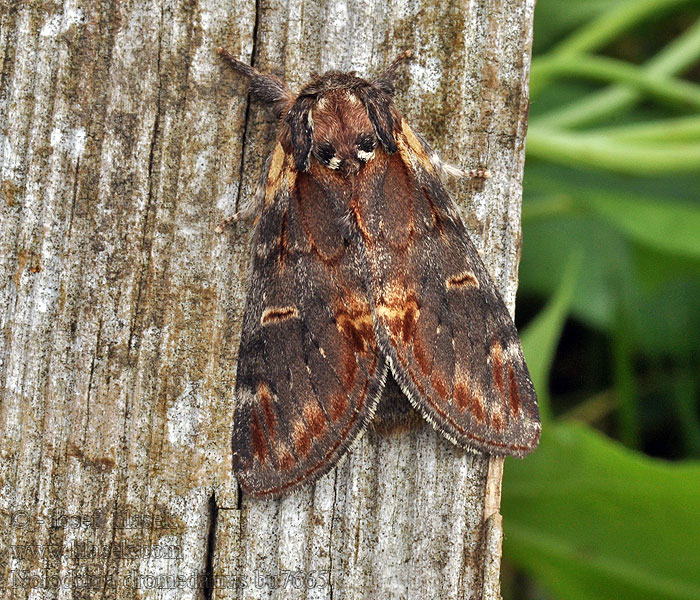 Iron Prominent Notodonta dromedarius