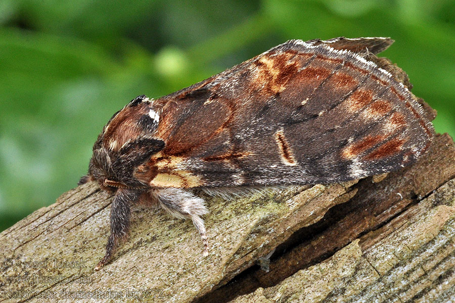 Dromedar-Zahnspinner Erlen-Zahnspinner Notodonta dromedarius