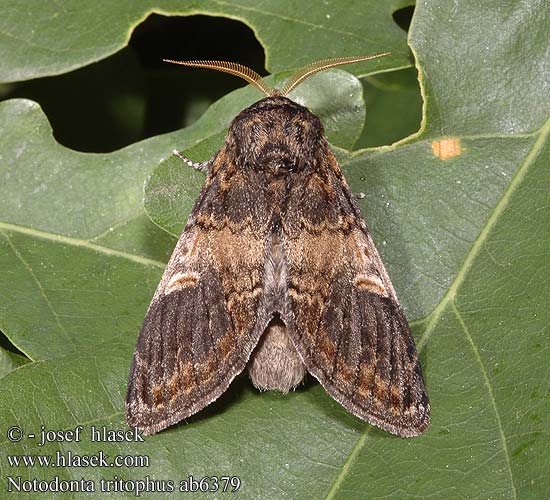 Notodonta tritophus Garbatka miesięcznica Three-humped Prominent
