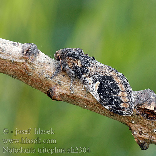 Notodonta tritophus Hřbetozubec topolový Dromedaire