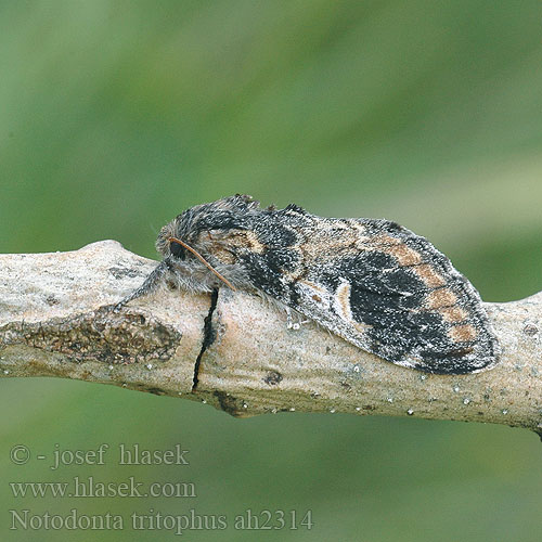 Notodonta tritophus Zitterpappelspinner Balsampoppeltandvinge