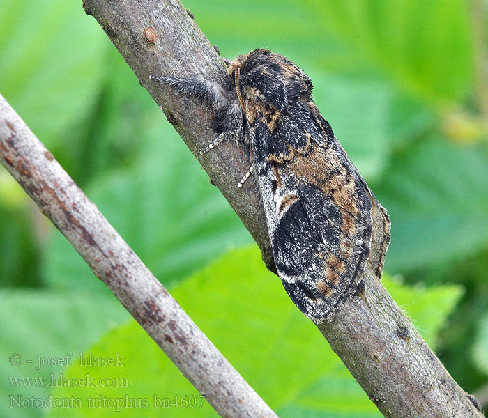 Notodonta tritophus Garbatka miesięcznica Three-humped Prominent