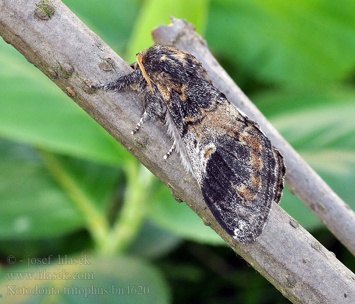 Notodonta tritophus Chochlatka topoľová Hřbetozubec topolový