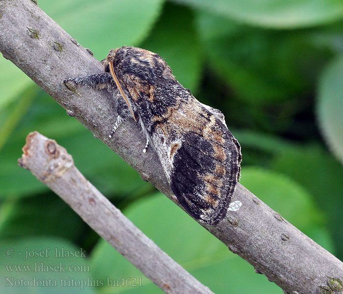 Notodonta tritophus Dromedaire Zitterpappelspinner