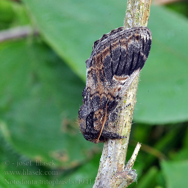 Notodonta tritophus Balsampoppeltandvinge Prakttannspinner