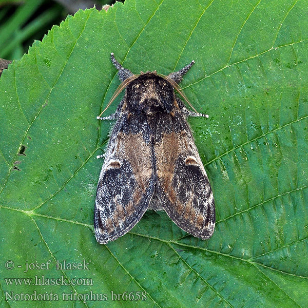 Notodonta tritophus Wilgentandvlinder Хохлатка серо-бурая