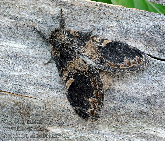 Garbatka miesięcznica Three-humped Prominent Notodonta tritophus