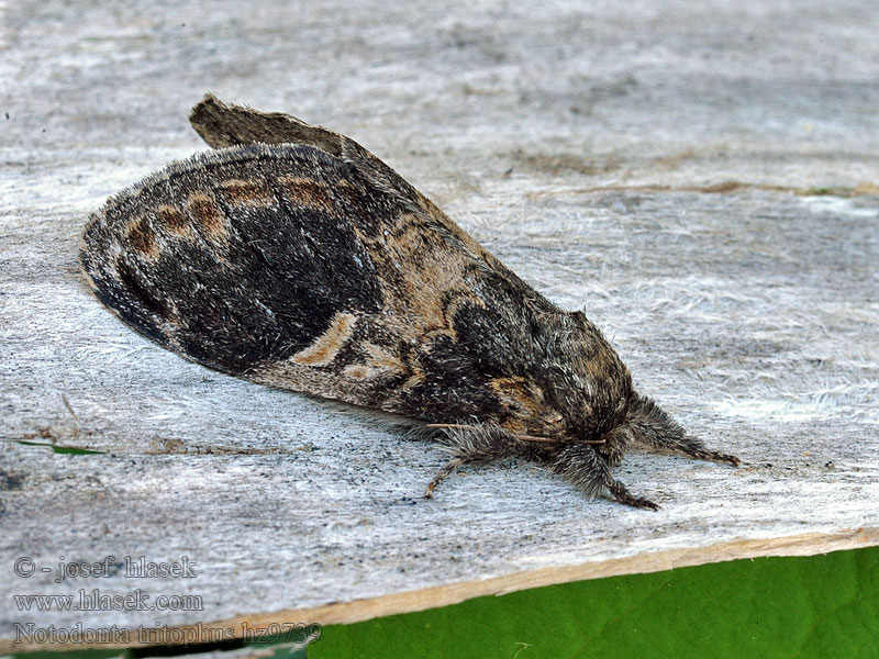 Three-humped Prominent Notodonta tritophus