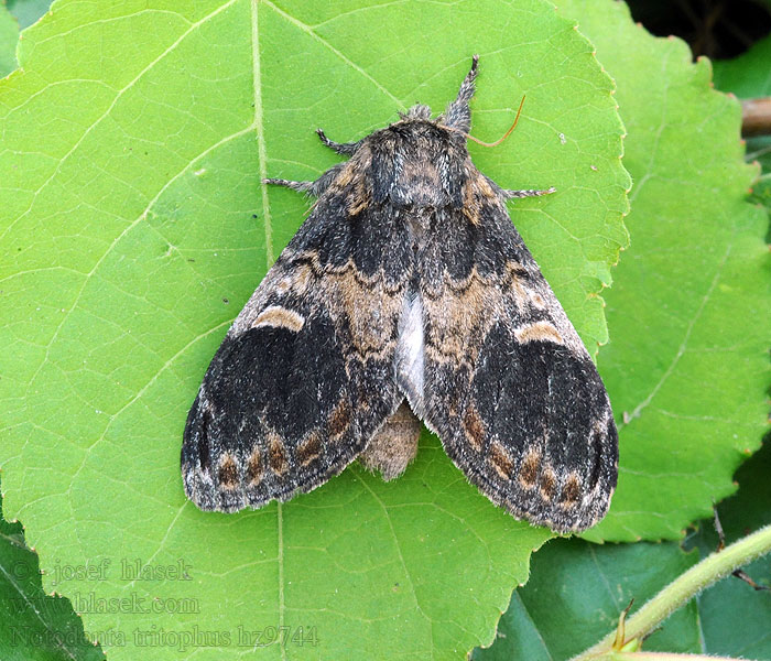 Hřbetozubec topolový Notodonta tritophus