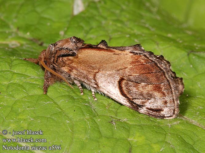 Notodonta ziczac Garbatka zygzakówka Pebble Prominent