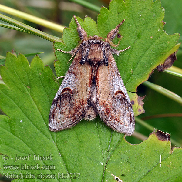 Notodonta ziczac Eligmodonta Garbatka zygzakówka Pebble Prominent