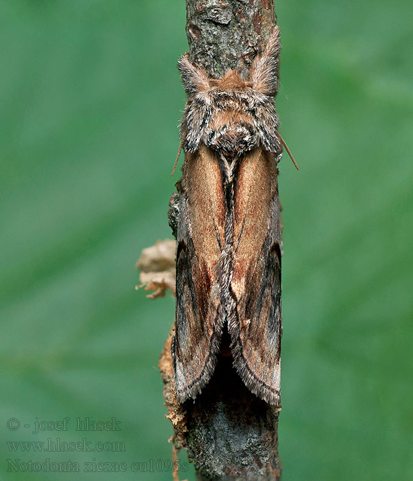 Garbatka zygzakówka Pebble Prominent Notodonta ziczac