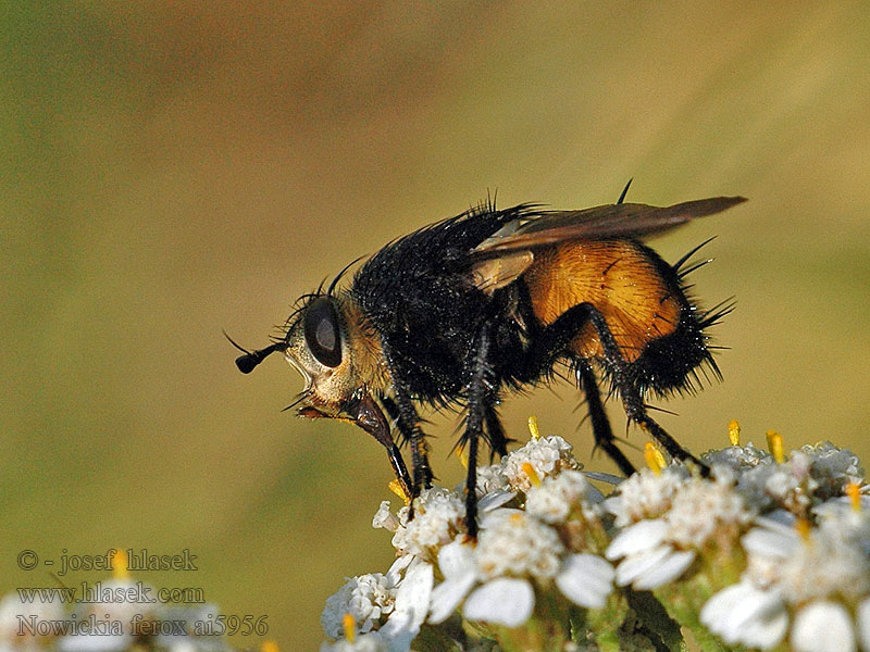 Kuklice tmavopásá Nowickia ferox Tachina