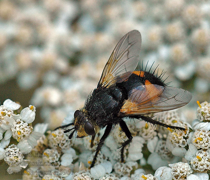 Nowickia ferox Tachina