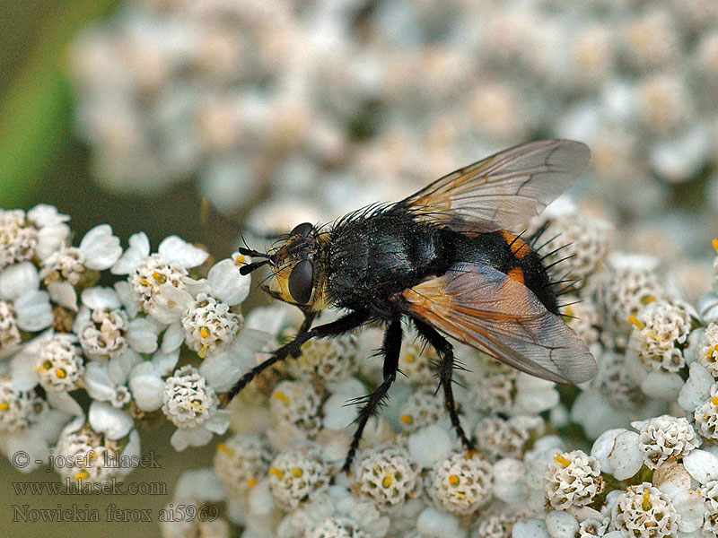 Tachina ferox Nowickia