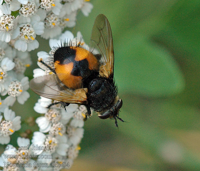 Nowickia ferox