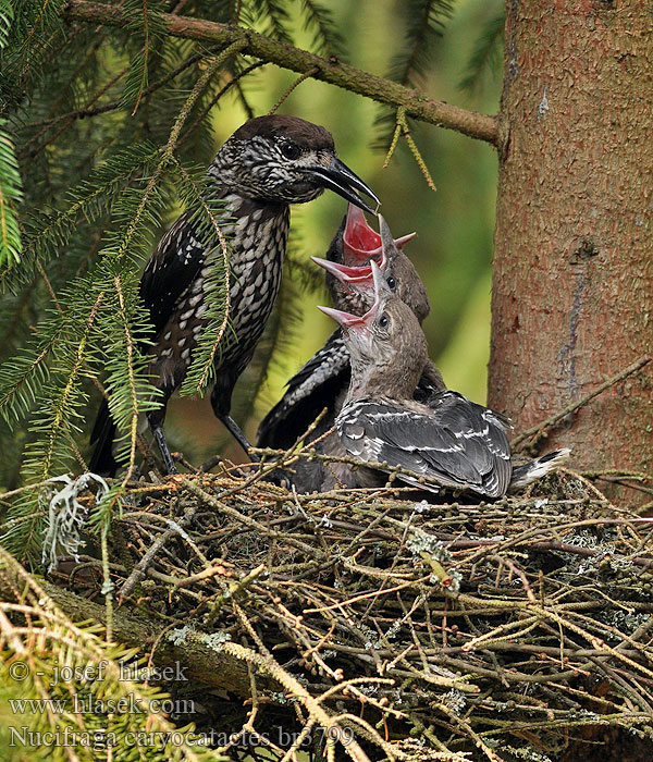 Nutcracker Nucifraga caryocatactes