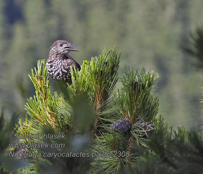 Nucifraga caryocatactes