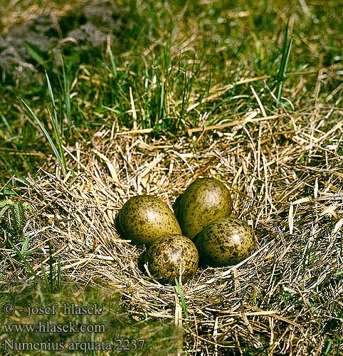 Numenius arquata Curlew Grosser Bachvogel Courlis cendré Zarapito Real koliha velká Chiurlo maggiore Maçarico-real Becut Storspove Stor Regnspove Wulp Isokuovi Storspove Storspov Большой кроншнеп Kulik wielki nagy póling hvizdák veľký Kurlinta handi Suurkoovitaja 白腰杓鷸 Большой кроншнеп ダイシャクシギ كروان الماء الكبير 마도요 Τουρλίδα Maçarico-real Великий кроншнеп Grootwulp Kervançulluğu חרמשון גדול Kuthirai malai kottan