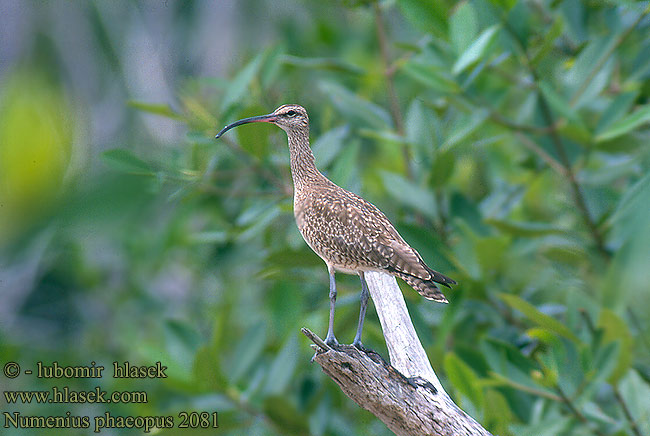 Numenius phaeopus Whimbrel Regenbrachvogel Courlis corlieu