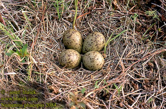 Numenius phaeopus 2084