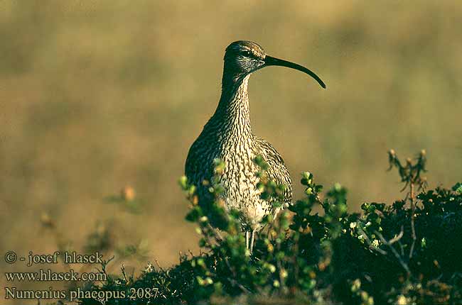 Numenius phaeopus 2087