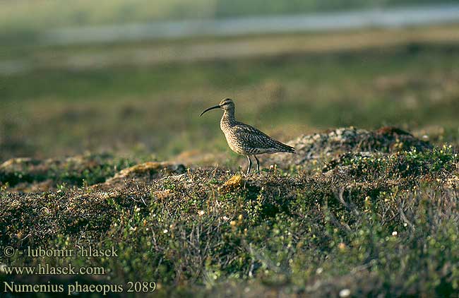 Numenius phaeopus 2089